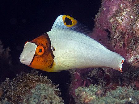 Juvenile Parrotfish. East of Dili, East Timor. by Doug Anderson 