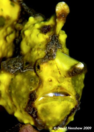 Portrait study of Clown Frogfish. Taken in Dumaguette wit... by David Henshaw 