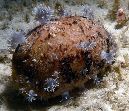 Orange Banded Cowrie by Martin Dalsaso 