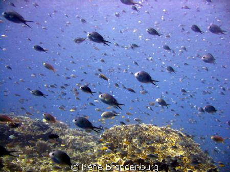 Marsa Alam - Egypt by Rene Brandenburg 