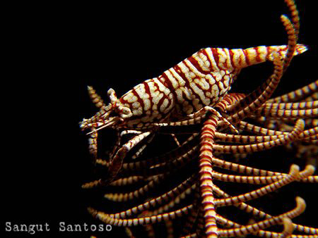 "Big belly" by Sangut Santoso 