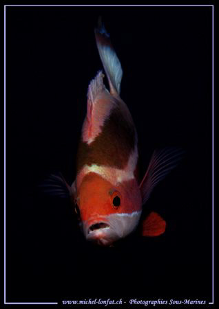 Face to Face... Que du Bonheur... :O)... by Michel Lonfat 
