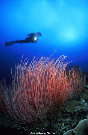 Beatiful garden with red whip coral
Walea : Tonjan Islan... by Marchione Giacomo 