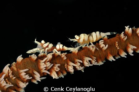 1/100  f: 25.  with 60 mm nikkor. by Cenk Ceylanoglu 