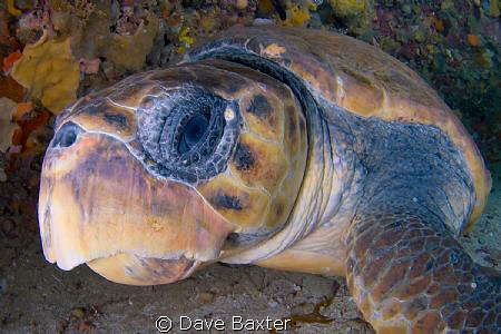 a old old turtle -found under the magical waters of Rottn... by Dave Baxter 