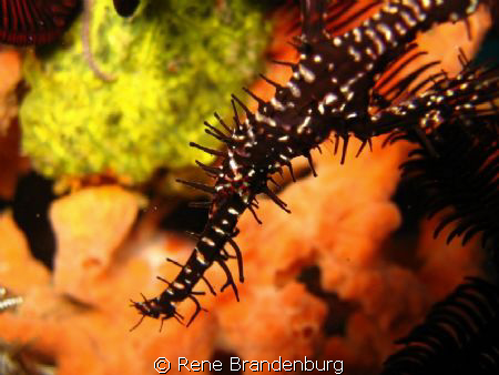 Dumaguette - Negros, Philippines by Rene Brandenburg 