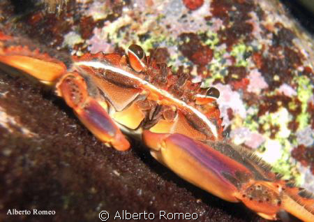 An alien crab in Mediterraneum Sea from Caribbean Sea: Pe... by Alberto Romeo 