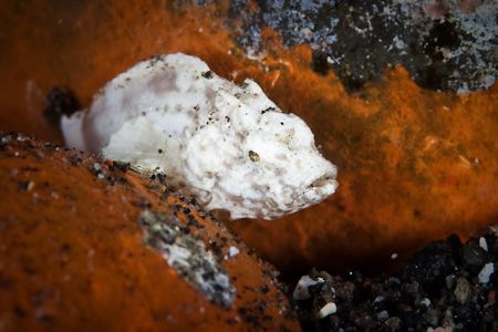 The Very Small!  My Guide tells me that this is a Juvenil... by Mick Tait 