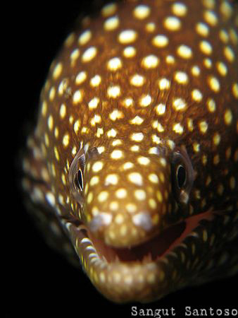 Smiley Moray by Sangut Santoso 