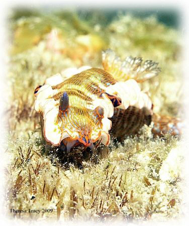 I love nudis!! by Theresa Tracy 
