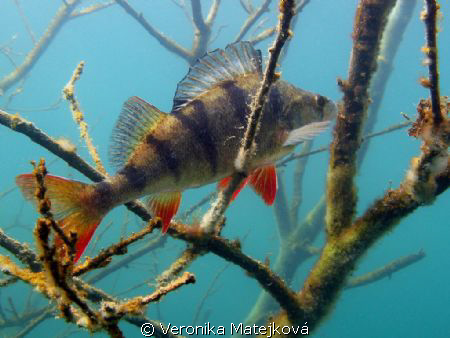 Perch by Veronika Matějková 