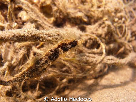 Can you see me??
Hairy Pygmy Pipehorse
Naama Bay by Adolfo Maciocco 