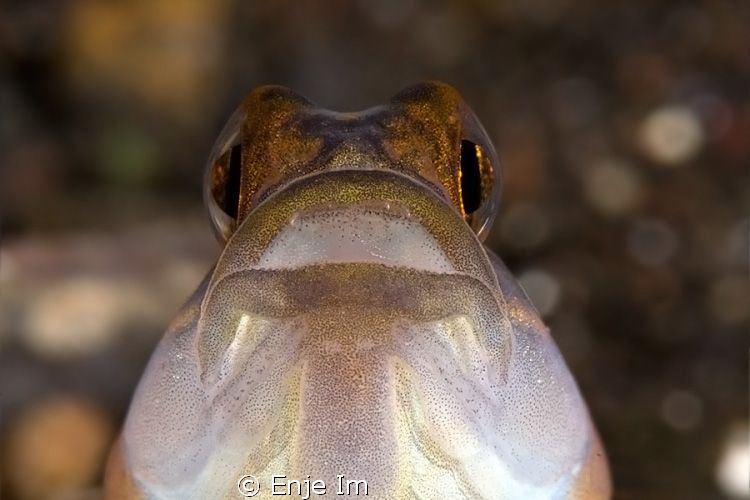 shrimp goby closeup / Canon 450D + 100mm + 2x TC / no cro... by Enje Im 