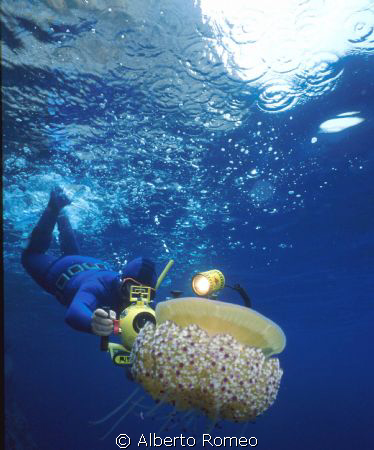 A big jellyfish Cotylorhiza tuberculata and a freediver v... by Alberto Romeo 