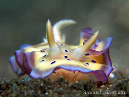 "Jewel over the sand" by Sangut Santoso 
