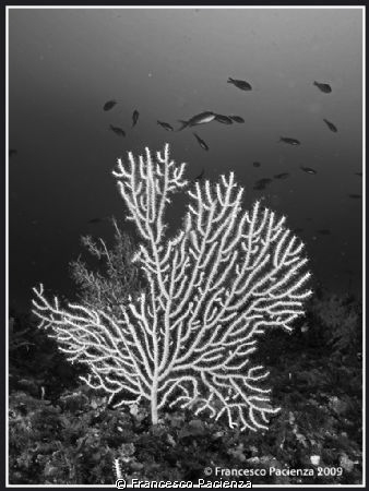 Eunicella cavolini in B&W. Taken with Nikon D60 and Nikko... by Francesco Pacienza 