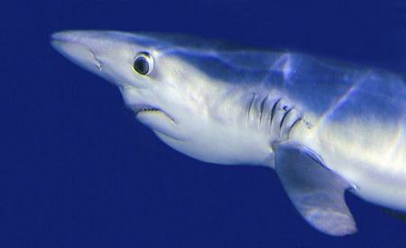 Blue shark snacking on a sardine, taken off Cape Town. by Charles Wright 