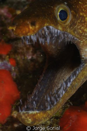 Bogavante eel in the Canary Islands by Jorge Sorial 