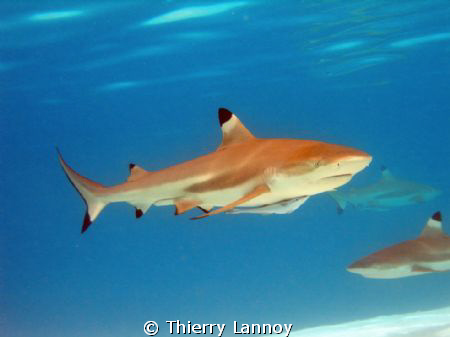 Black tip shark in the Tuamoutus, French Polynesia by Thierry Lannoy 