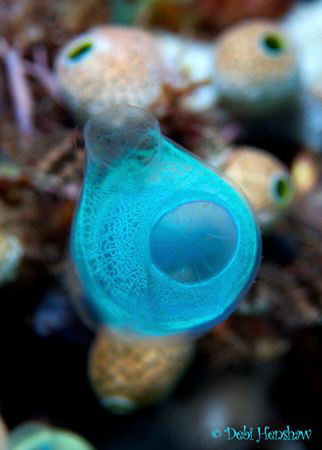 "Tunicate" by Debi Henshaw 