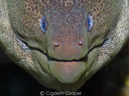 Giant moray portrait. Taken at Shark's Bay. by Cigdem Cooper 