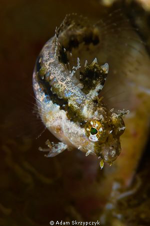 Highfin sabertooth blenny - mid turn by Adam Skrzypczyk 