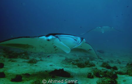 Manta rays from Maalhos Bodu Thila - North Ari Atoll at M... by Ahmed Samir 