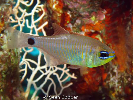 Orange-lined cardinalfish(Archamia fucata). Taken with Ca... by Sean Cooper 