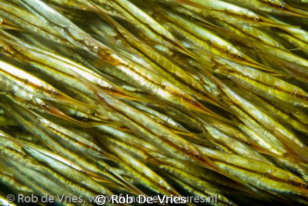 A river of thousands of razor fish, with only my 60mm mac... by Rob De Vries 