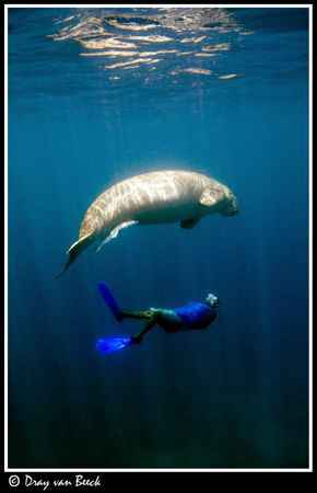 Dugong and snorkler. by Dray Van Beeck 