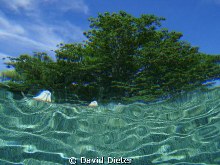 lookin up by David Dieter 