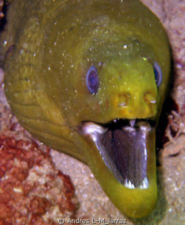 GREEN MORAY
 by Andres L-M_larraz 