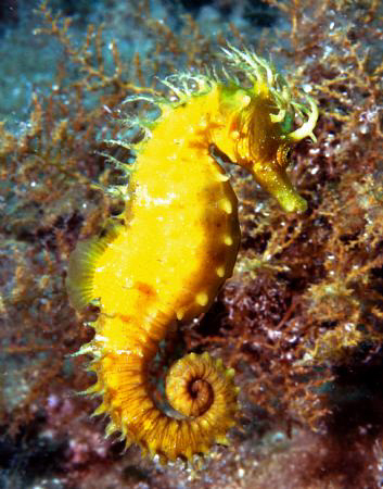 Seahorse at Gangaro Island by Andy Kutsch 