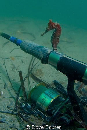 seahorse sitting on a fishing rod - ammo jetty Perth West... by Dave Baxter 