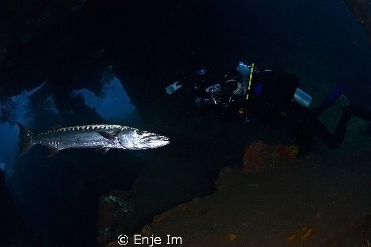 supermodel / residence barracuda posing to photographer.
... by Enje Im 