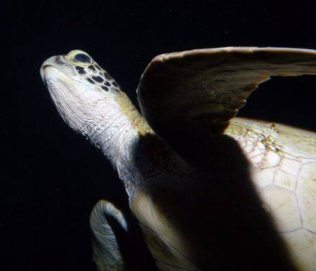 Green Turtle by Martin Dalsaso 