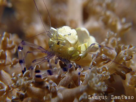 Rocking by Sangut Santoso 