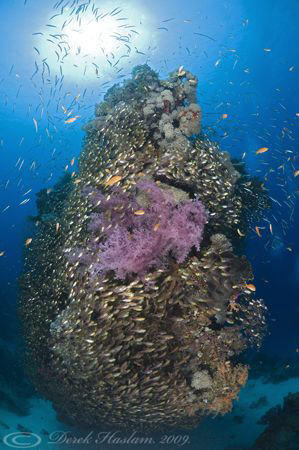 Pinnacle. Marsa Alam. D3, 16mm. by Derek Haslam 