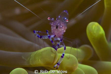Pregnant Shirmp in an Anemone, 60 mm macro lense, Wakatob... by Rob De Vries 