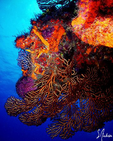 Some of the best wall diving in the Caribbean can be foun... by Steven Anderson 