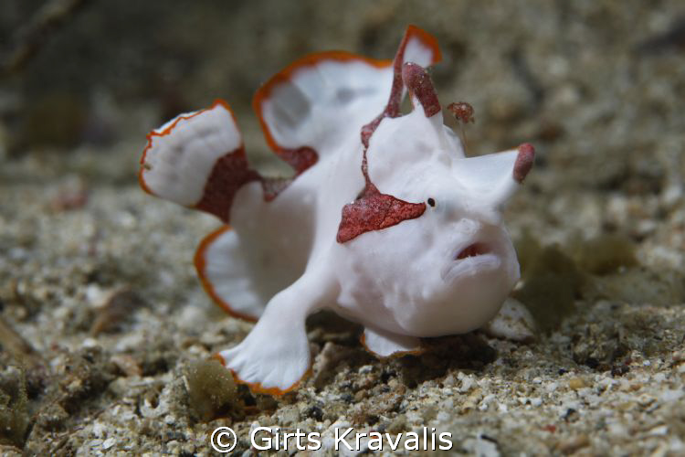 Frog Fish by Girts Kravalis 