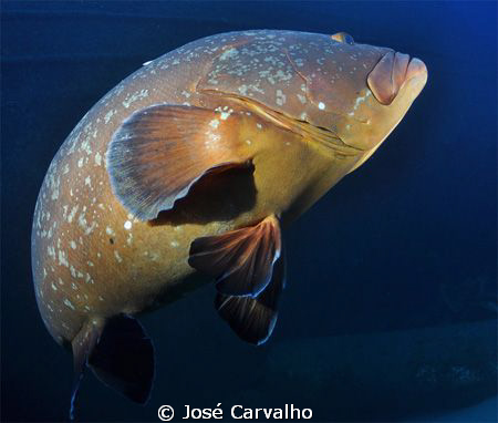 Giant grouper at the Madeirense Wreck, Porto Santo, Portu... by José Carvalho 