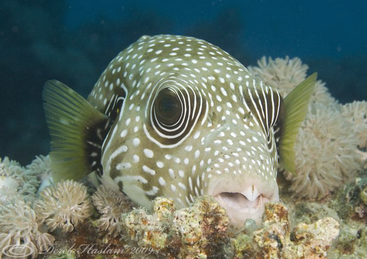 Whitespotted puffer. Marsa Alam. D3, 105mm. by Derek Haslam 