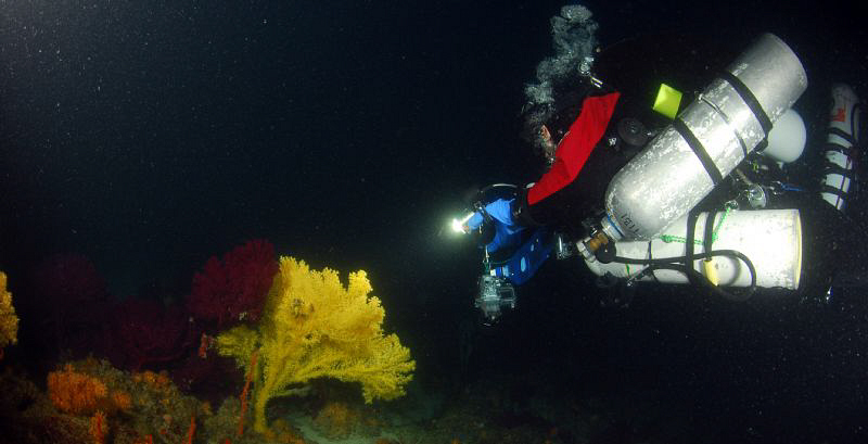 Tech Diver watching Gorgonies at divesite misi (Borans Wr... by Andy Kutsch 