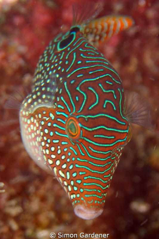 Solanders toby ( Canthigaster solandri ) full frame no cr... by Simon Gardener 