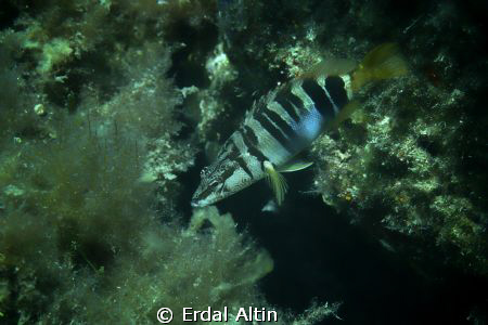 painted comber fish serranus scriba by Erdal Altın 