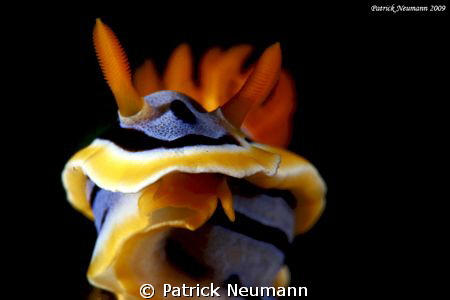 ordinary nudi from Anilao .. by Patrick Neumann 
