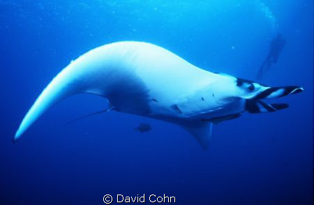 Picture taken at the Socorro Islands 250 miles south of C... by David Cohn 