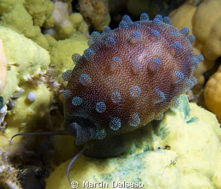 Cypraea talpa by Martin Dalsaso 