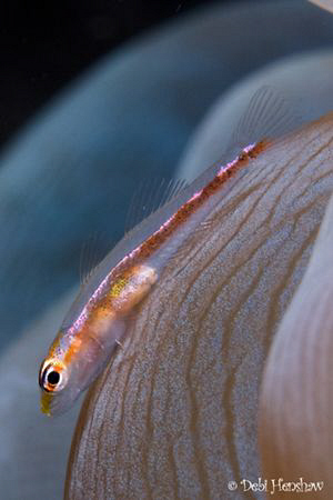 "My Comfy Bed" Many Host Goby atop a bubble anemone :o) by Debi Henshaw 